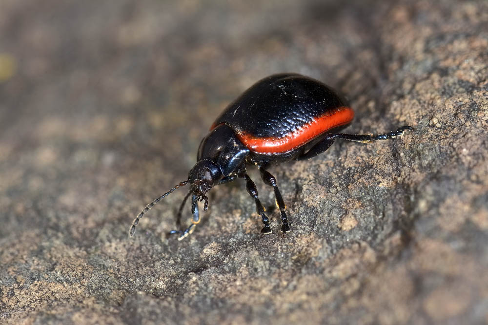 Chrysolina rossia? S.